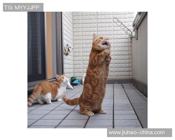 足球世界猫的奇妙冒险与球场上的精彩瞬间分享